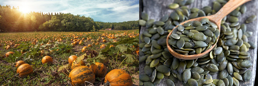 3 of Many Reasons Why Pumpkin Seeds Are the Ultimate Superfood